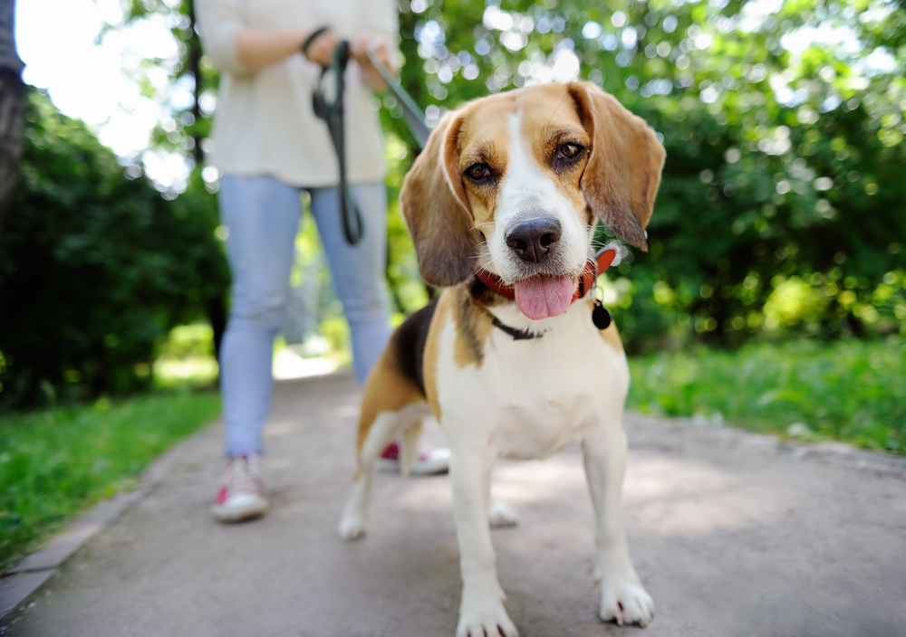 Young woman walking with Beagle dog